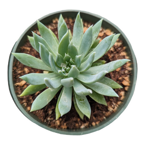 Sedeveria 'Fanfare'