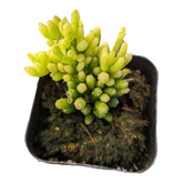 Rhipsalis mesembryanthemoides