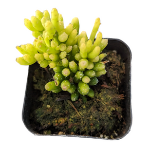 Rhipsalis mesembryanthemoides