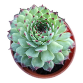 Sempervivum calcareum 'Greenii' in terracotta pot with reddish tips.
