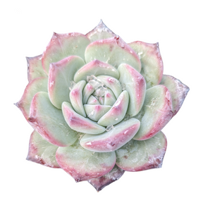 Echeveria Prada