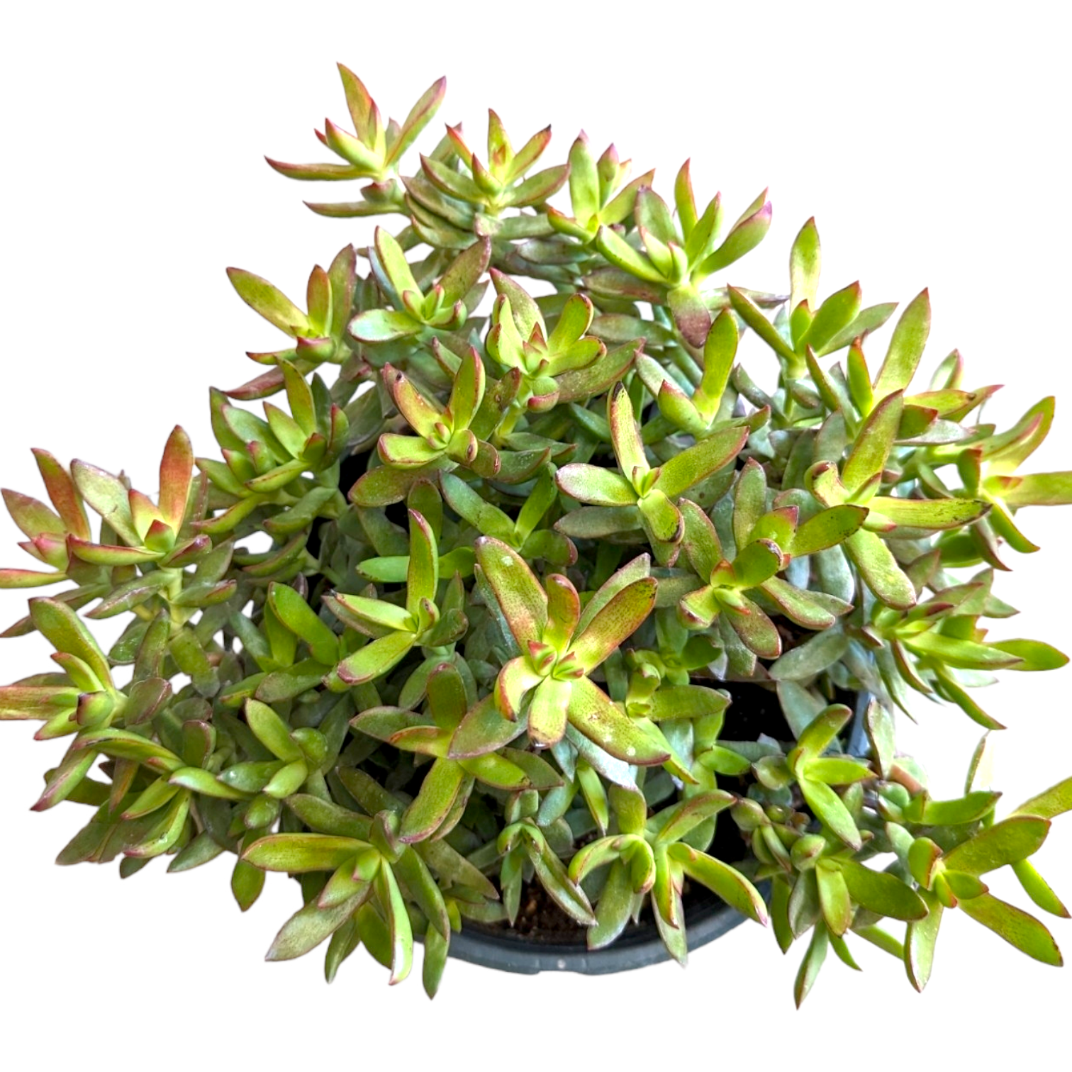butterfly bush succulent Crassula rubricaulis 'Butterfly Bush' 8 Inch