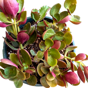 Crassula streyi 'Pondo Cliff' - Succulents Depot