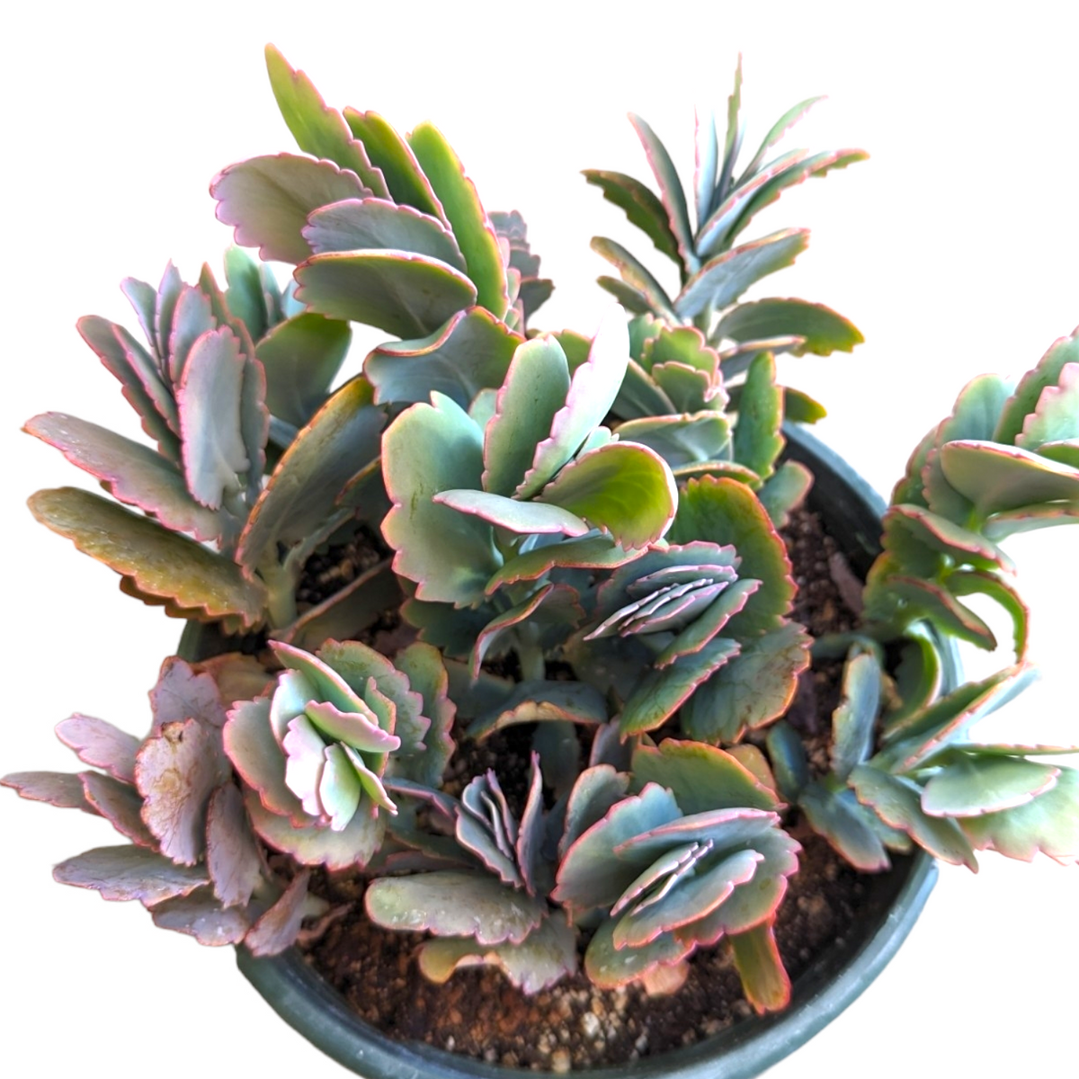 Kalanchoe fedtschenkoi 'Majestic Scallops' - Succulents Depot