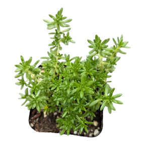 green acres succulents Sedum acre 2 Inch