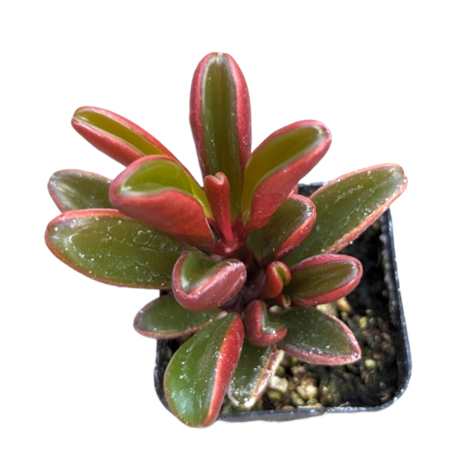 ruby glow succulent Peperomia graveolens