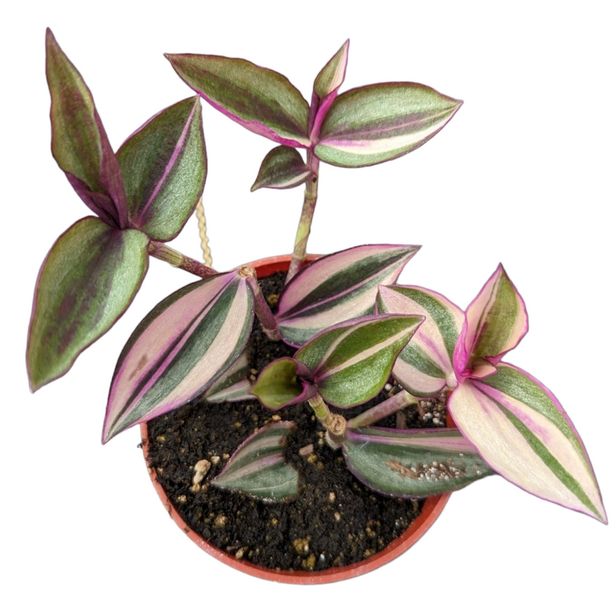 Tradescantia zebrina Quadcolor Wandering Dude