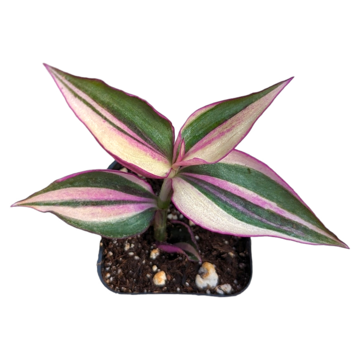 Tradescantia zebrina Quadcolor Wandering Dude