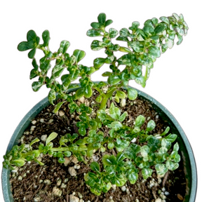 potting mix for pilea Pilea microphylla 2 Inch