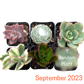 Monthly Subscription Box