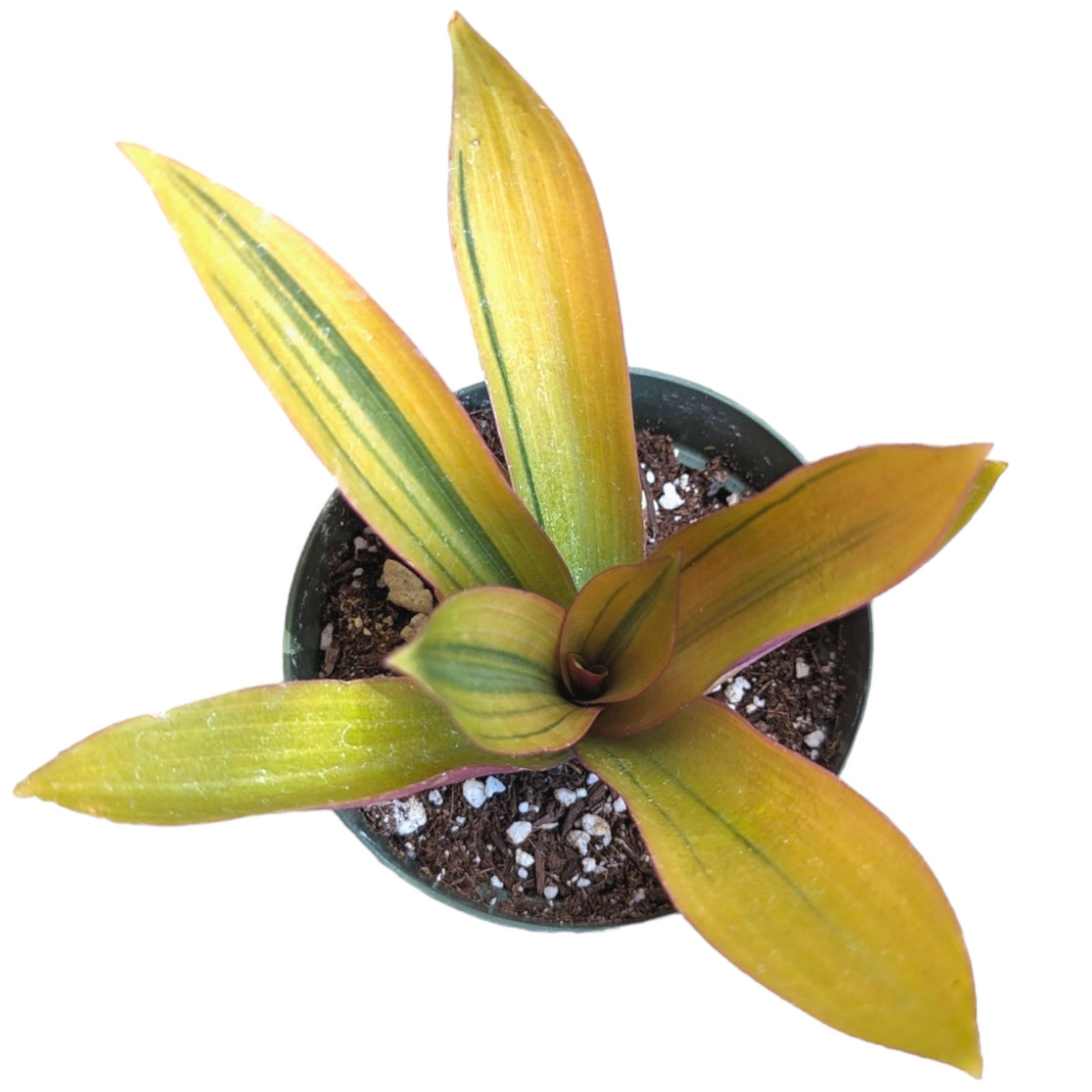 Tradescantia spathacea 'Sitara's Gold'