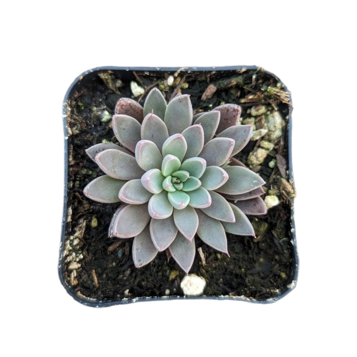 Graptopetalum Rusbyi