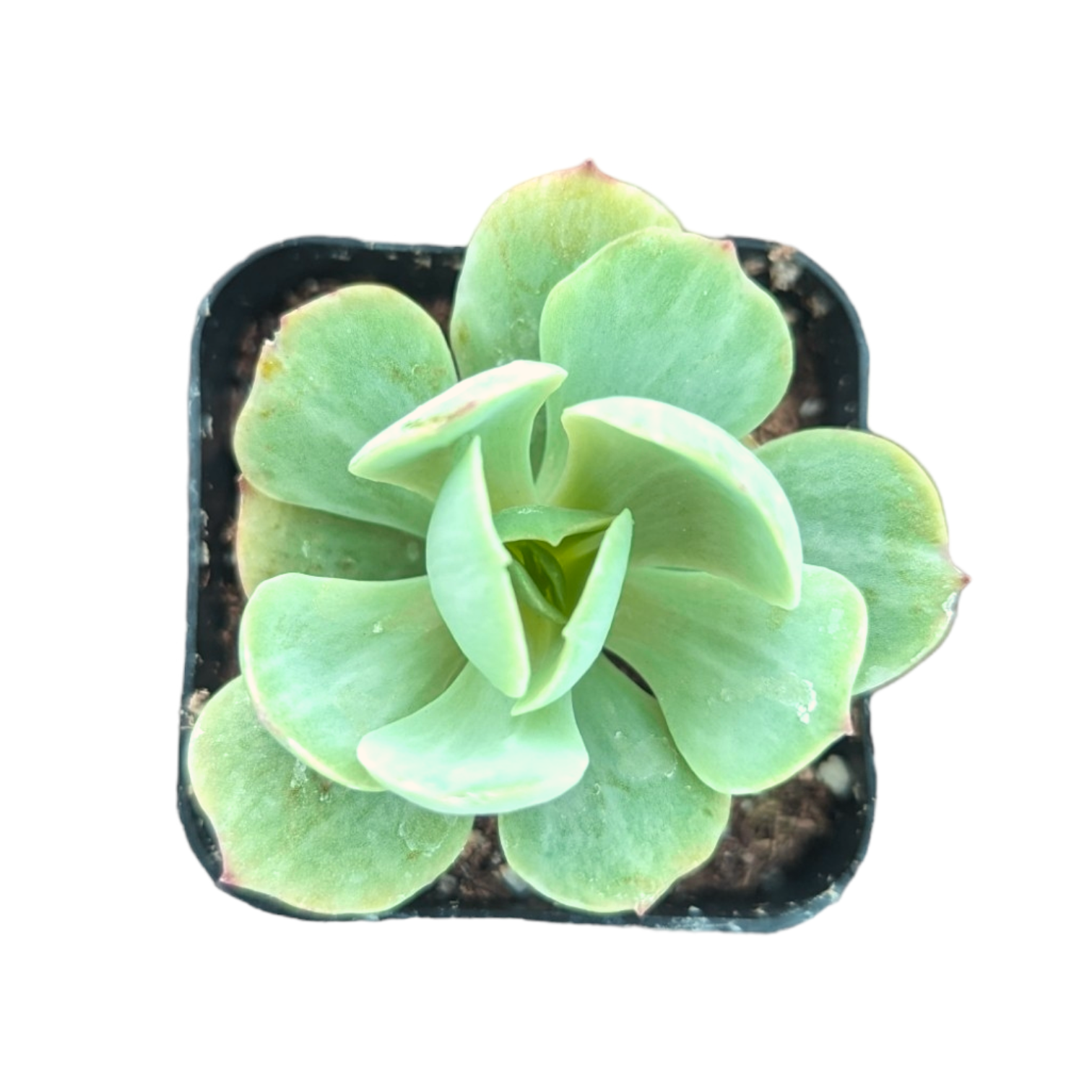 peach pride succulent Echeveria Peach Pride Variegata -