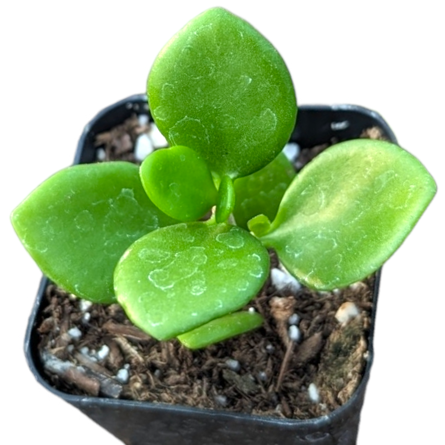 sedum confusum - succulent plant Sedum confusum 2 Inch