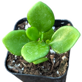 Sedum confusum