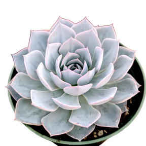succulent morning beauty Echeveria 'Morning Beauty'
