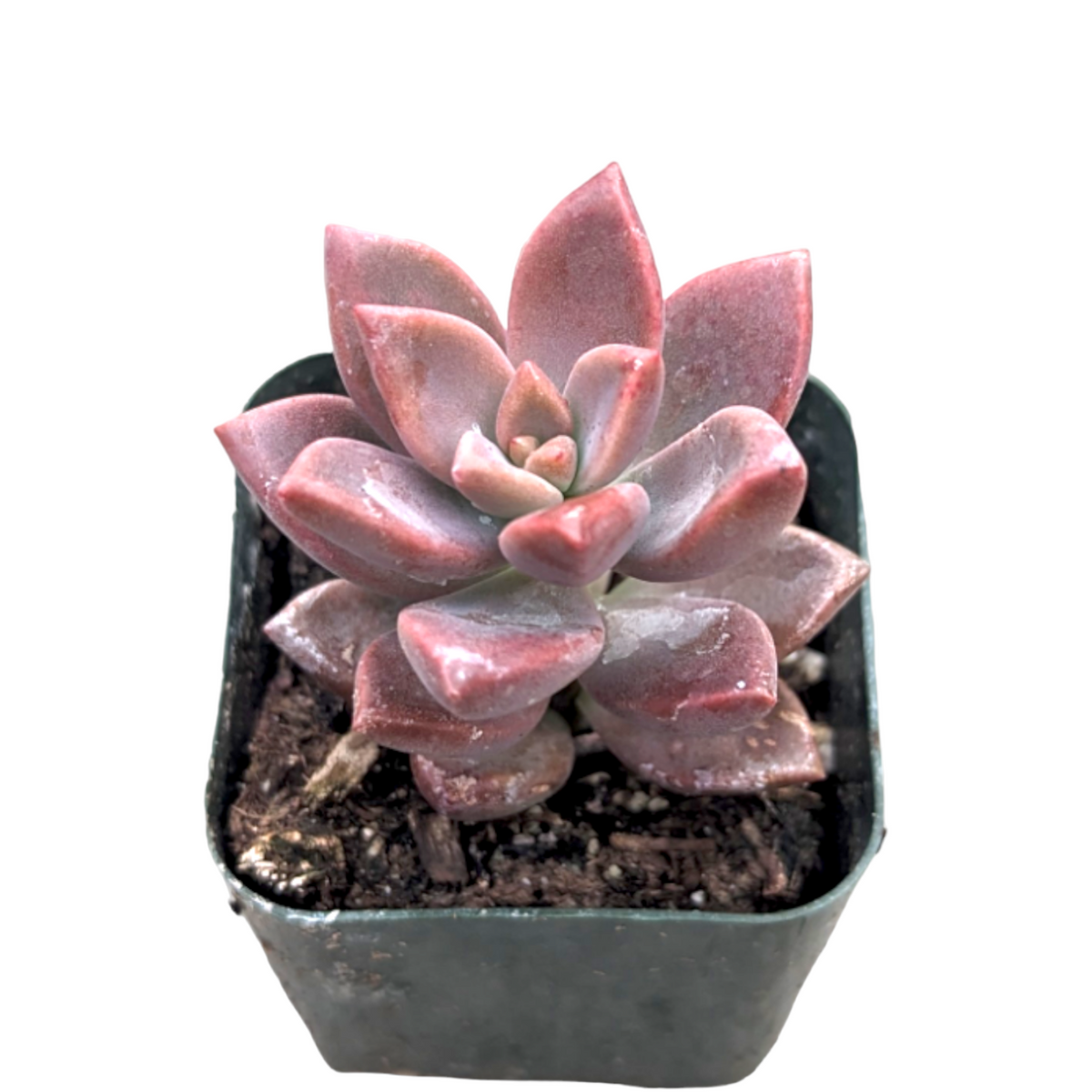 Graptosedum 'Alpenglow' - Succulents Depot