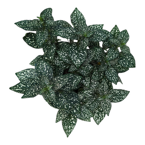 white dots on indoor plants White Splash Polka Dot Plant