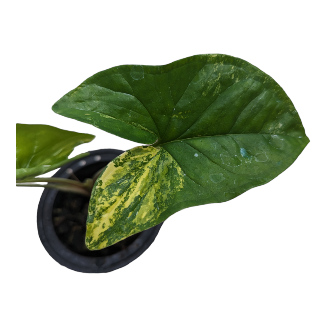 Syngonium podophyllum 'Aurea' Variegated