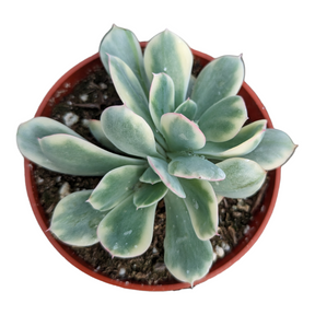 Echeveria Luella variegated