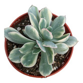 Echeveria Luella variegated