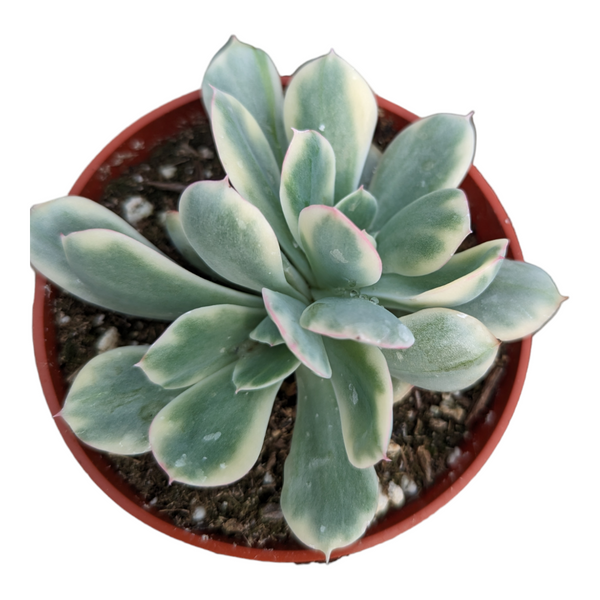 luella succulent Echeveria Luella variegated