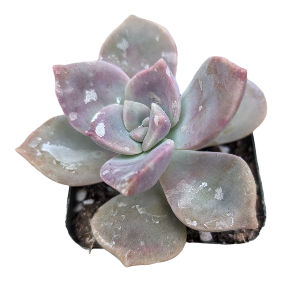 purple delight succulent Graptopetalum 'Purple Delight' 4 Inch