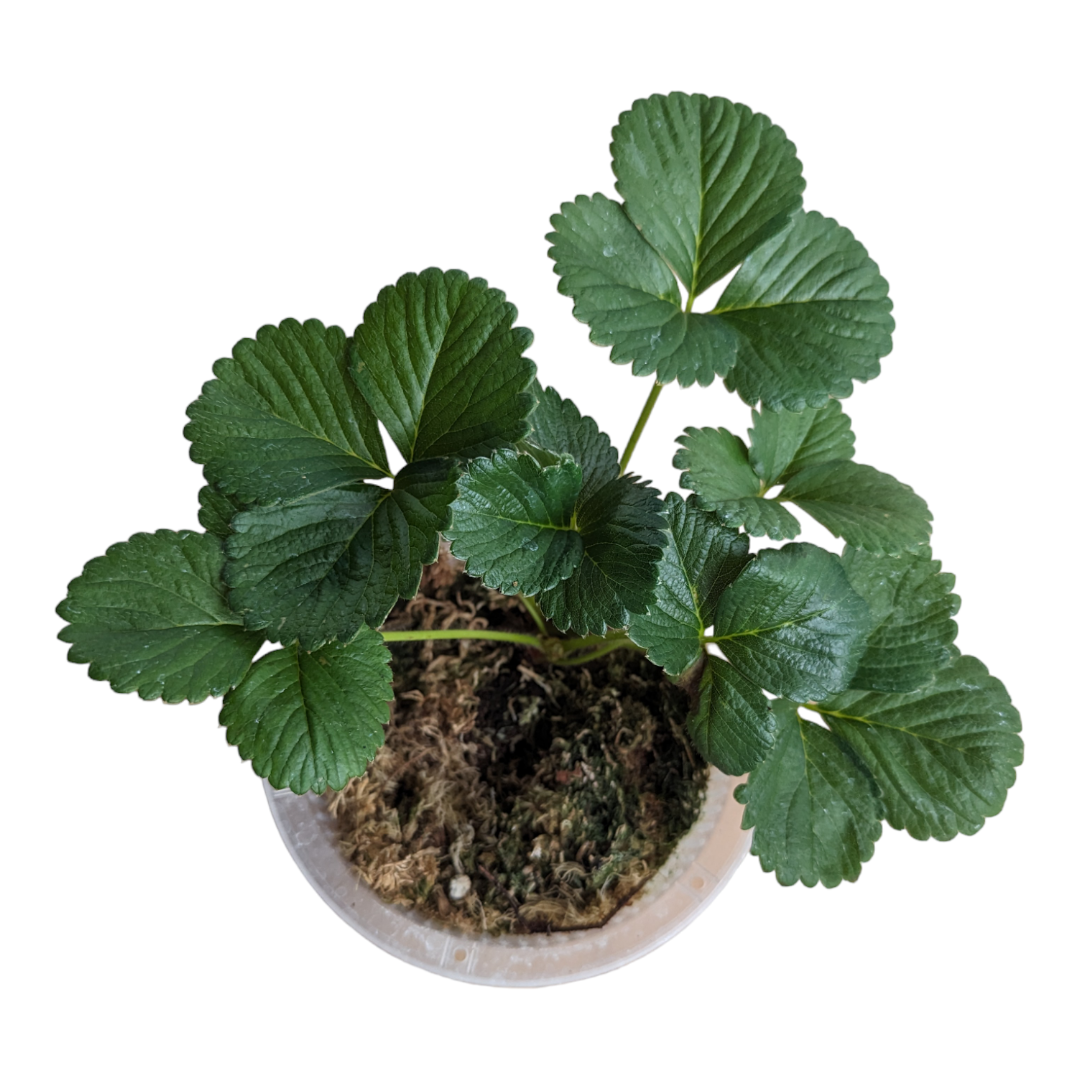 Red Strawberry Plant