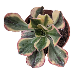 blue african aeonium succulent Aeonium 'Blue and White Porcelain'