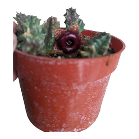 Huernia Zebrina Stapelia 'Life Saver Plant' Variegata