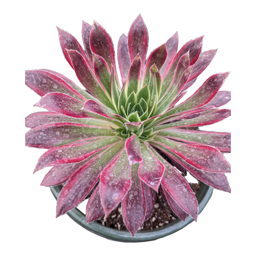 greenovia rose succulent pink phoenix Aeonium 'Phoenix' Variegata 8 Inch