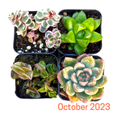 Monthly Subscription Box