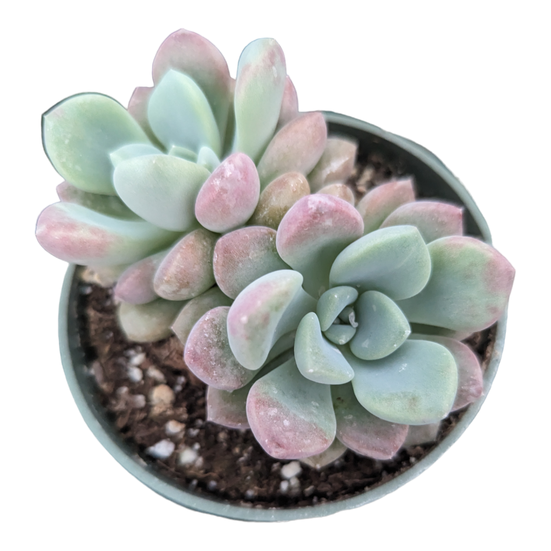 do deer like succulent plants Echeveria Spotted Deer