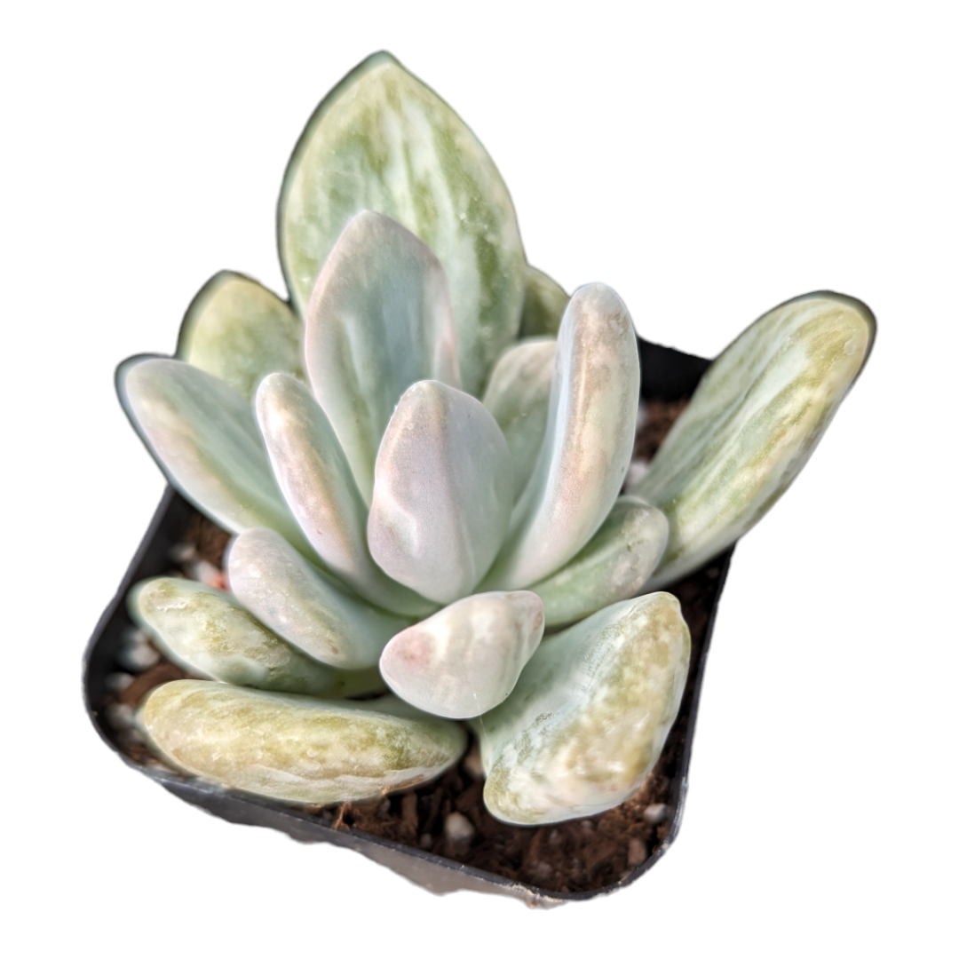 thick succulent leaves Pachyveria Variegata -