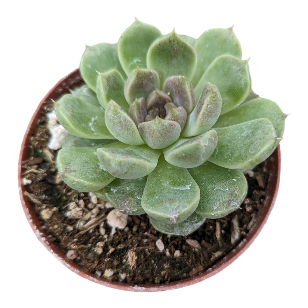 succulent that looks like grapes Echeveria Grape Ice