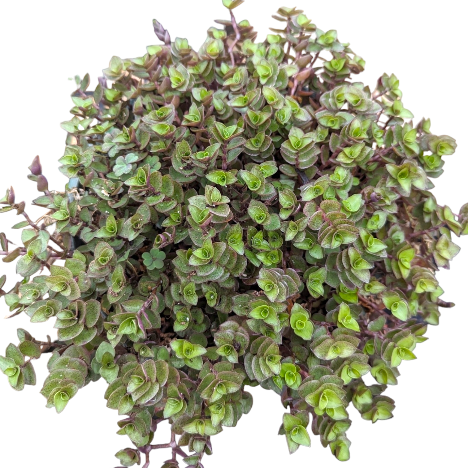 callisia repens succulent Callisia repens Miniature Wandering Dude 8 Inch