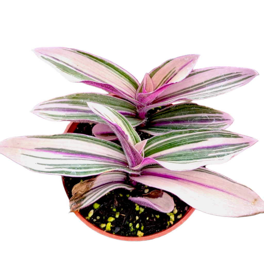 Tradescantia blossfeldiana 'Pink Furry' Wandering Dude