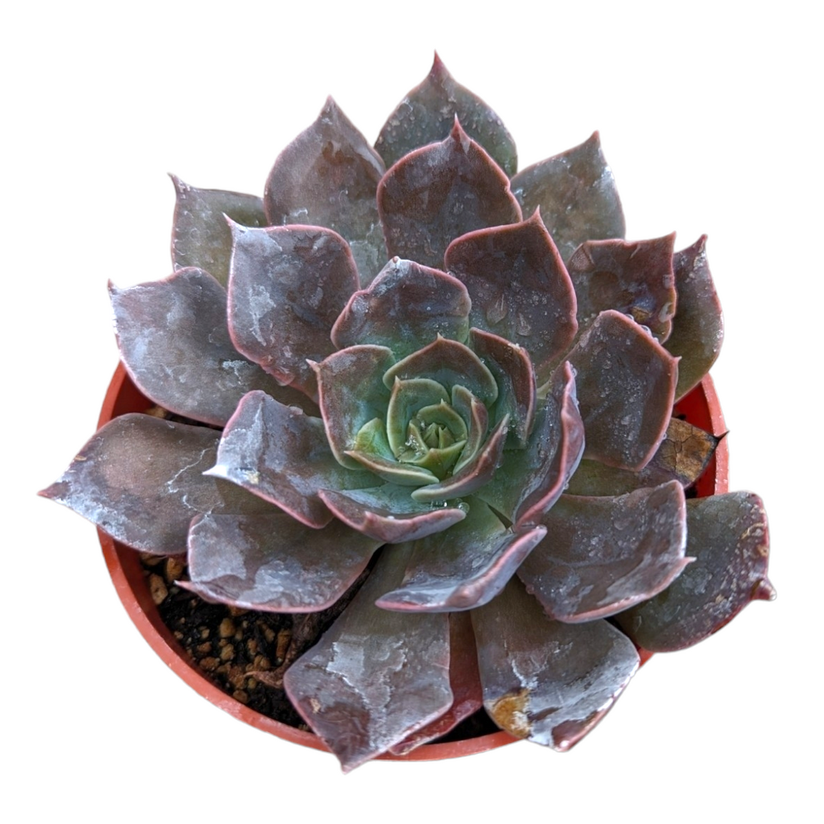 Echeveria  'Dark Moon'