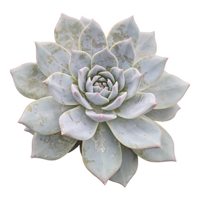 Echeveria 'Blue Bird'