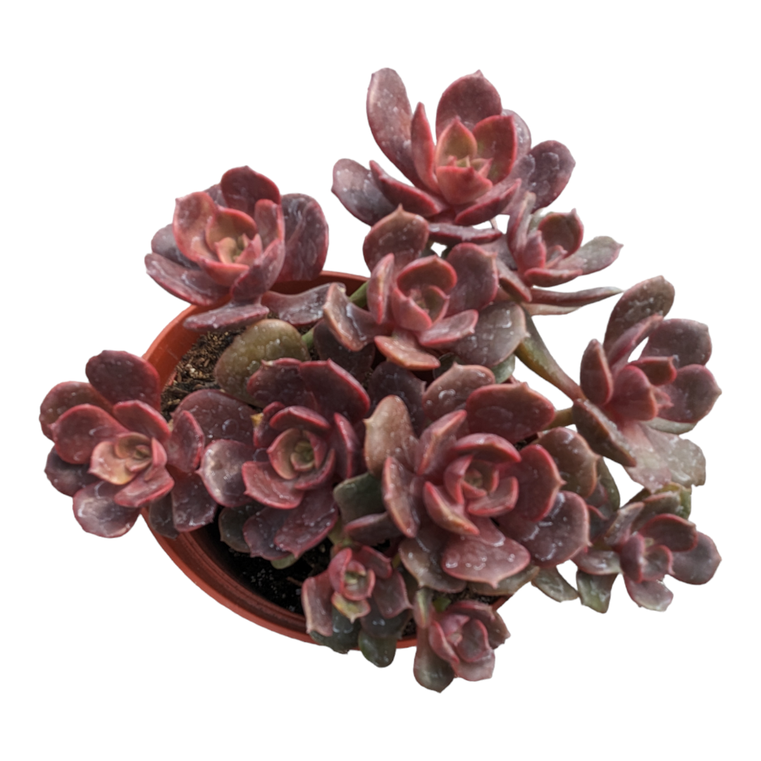 vampire red ball succulent Echeveria Vampire 'Red ball'