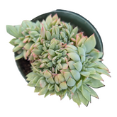Echeveria Luella Crest