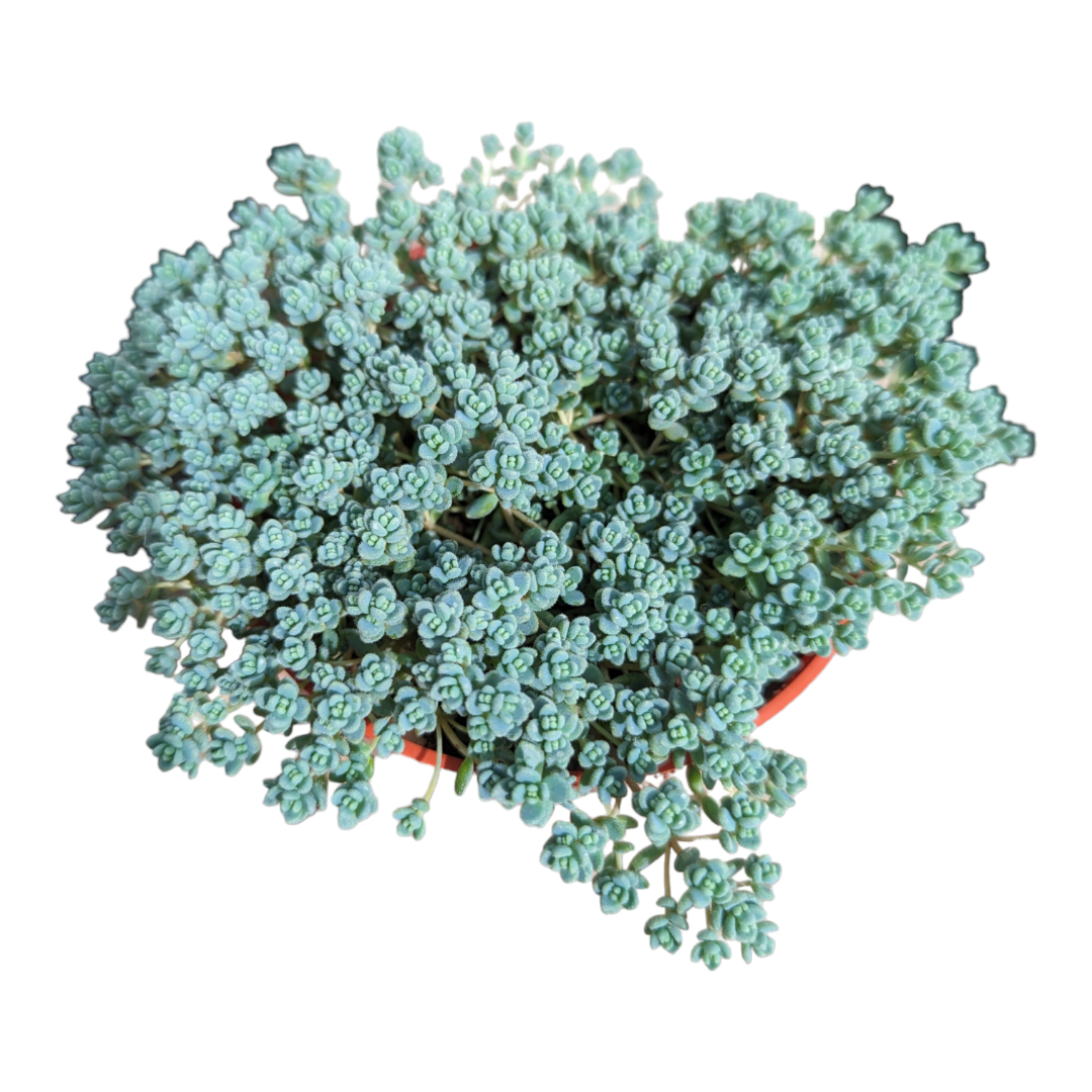 minor succulent Sedum dasyphyllum Minor 2 Inch