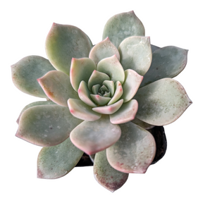Echeveria Pretty in Pink