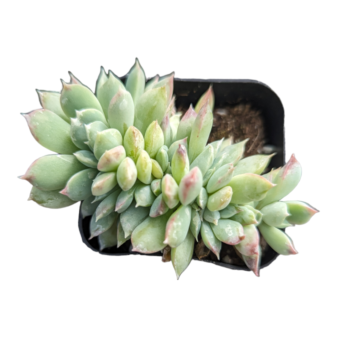 elegans succulent Echeveria elegans Crest 2 Inch
