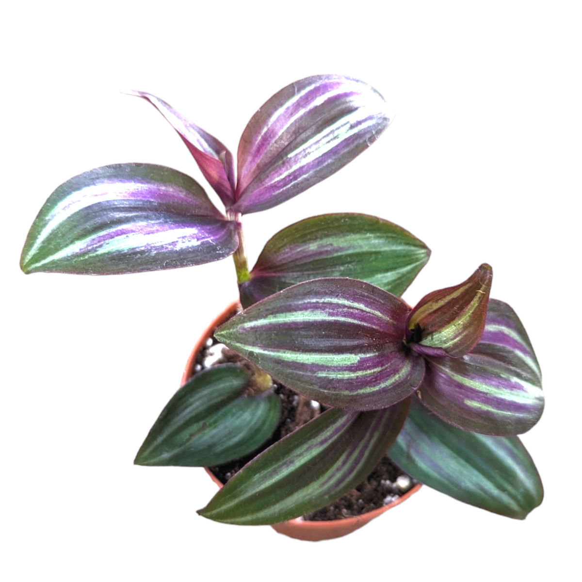 Tradescantia zebrina Evanesce Wandering Dude