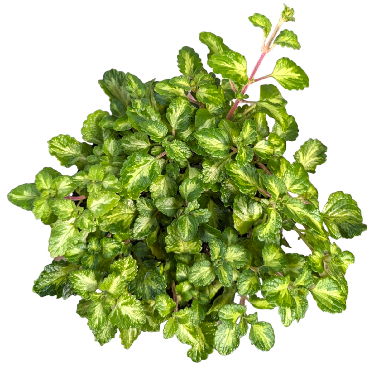 ivy like succulent Plectranthus madagascariensis Lothlorien Hybrid Variegated Swedish Ivy