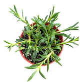 Cooper's Hardy Ice Plant in red pot with green leaves.