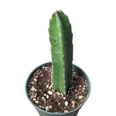 Stapelia grandiflora