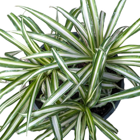white striped spider plant Chlorophytum comosum 'Spider Plant'