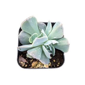 great lakes succulents Echeveria Swan Lake 2 Inch